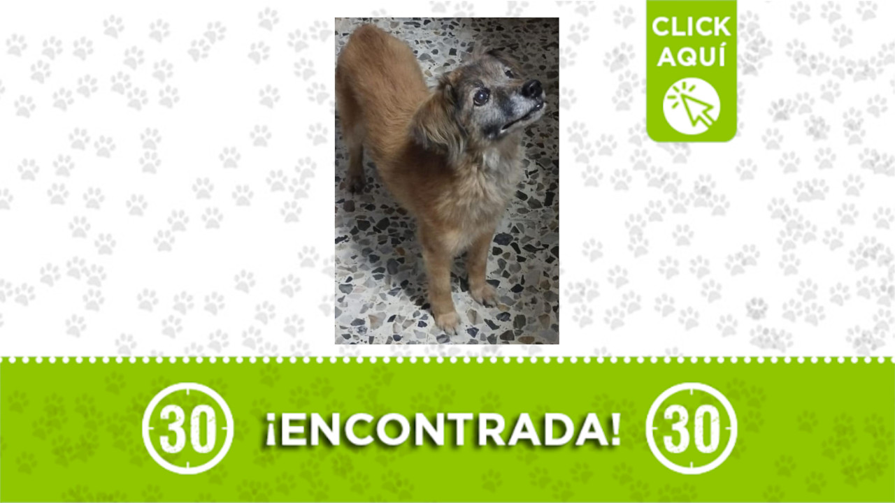 Perrita encontrada por la Estación Madera