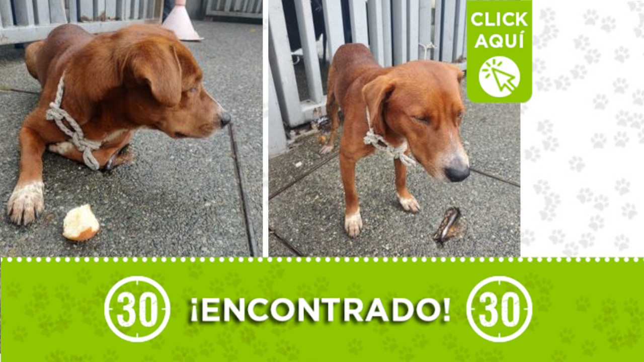 Se buscan los humanos de este ‘firulais’
