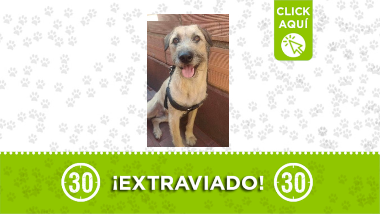 ‘Sam’ se perdió en el barrio Aranjuez