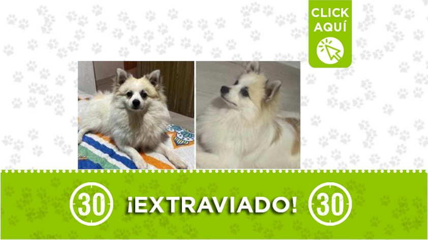 El perro 'Jhors' está extraviado por Aranjuez