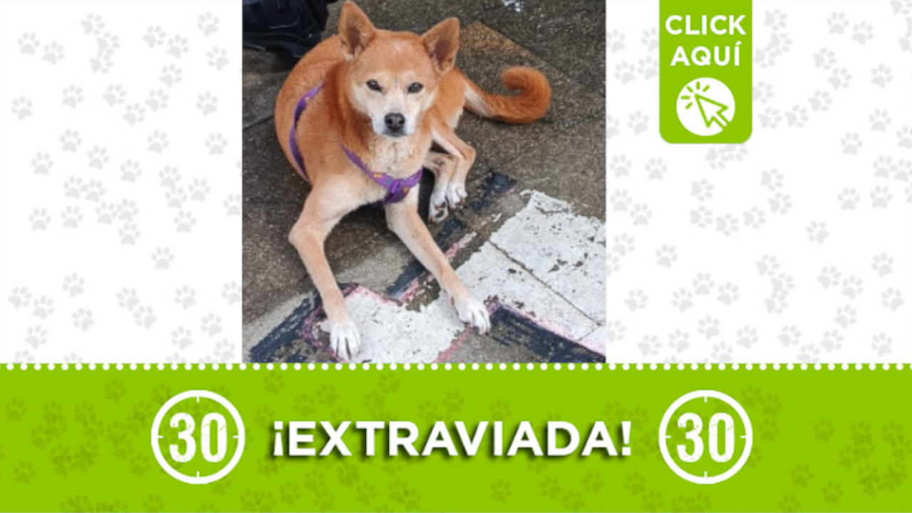 Khalesi se perdió en el lunes 13 de noviembre