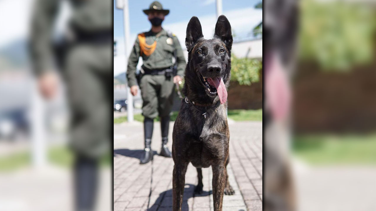 condecoran a cuatro perros por su servicio a la Policía en el Valle de Aburrá