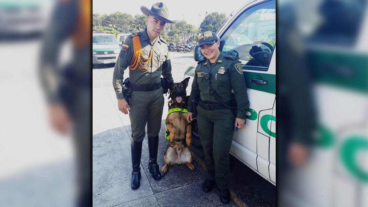 condecoran a cuatro perros por su servicio a la Policía en el Valle de Aburrá