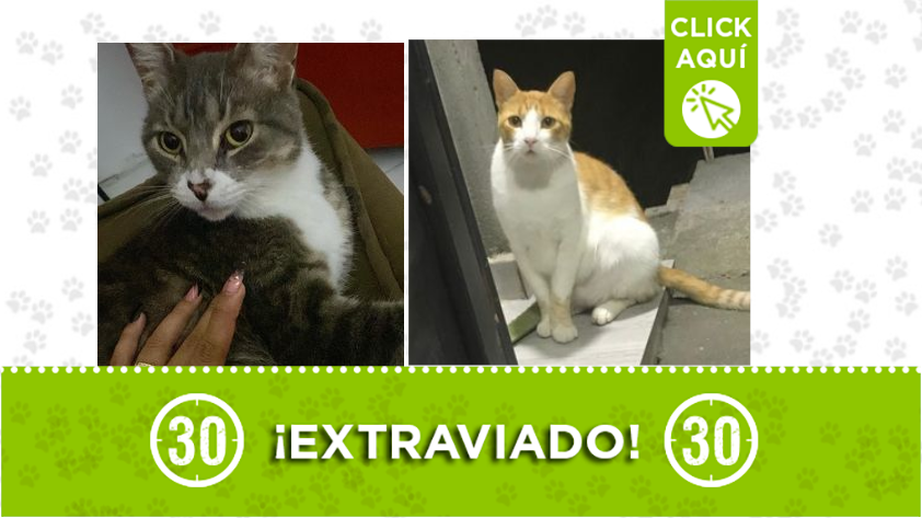 Los gatos llamados 'Teo' y 'Tom' están extraviados