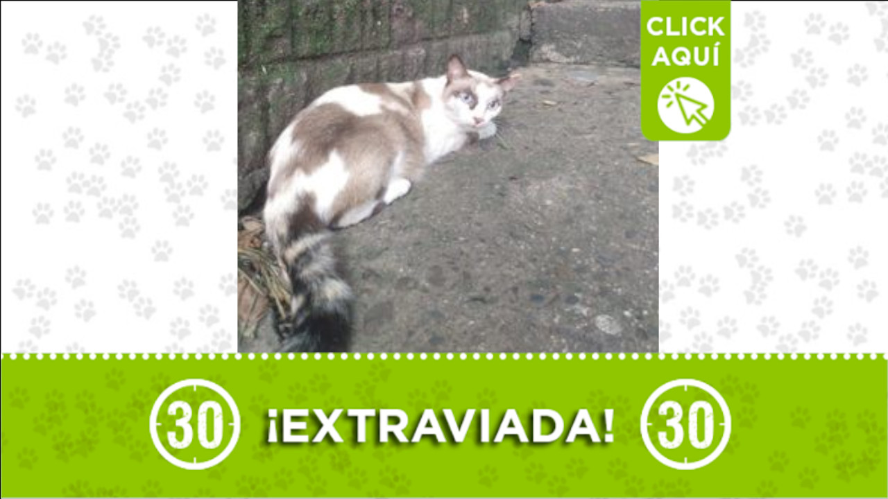 ‘Luna’ se extravió en el sector de Serramonte, Bello