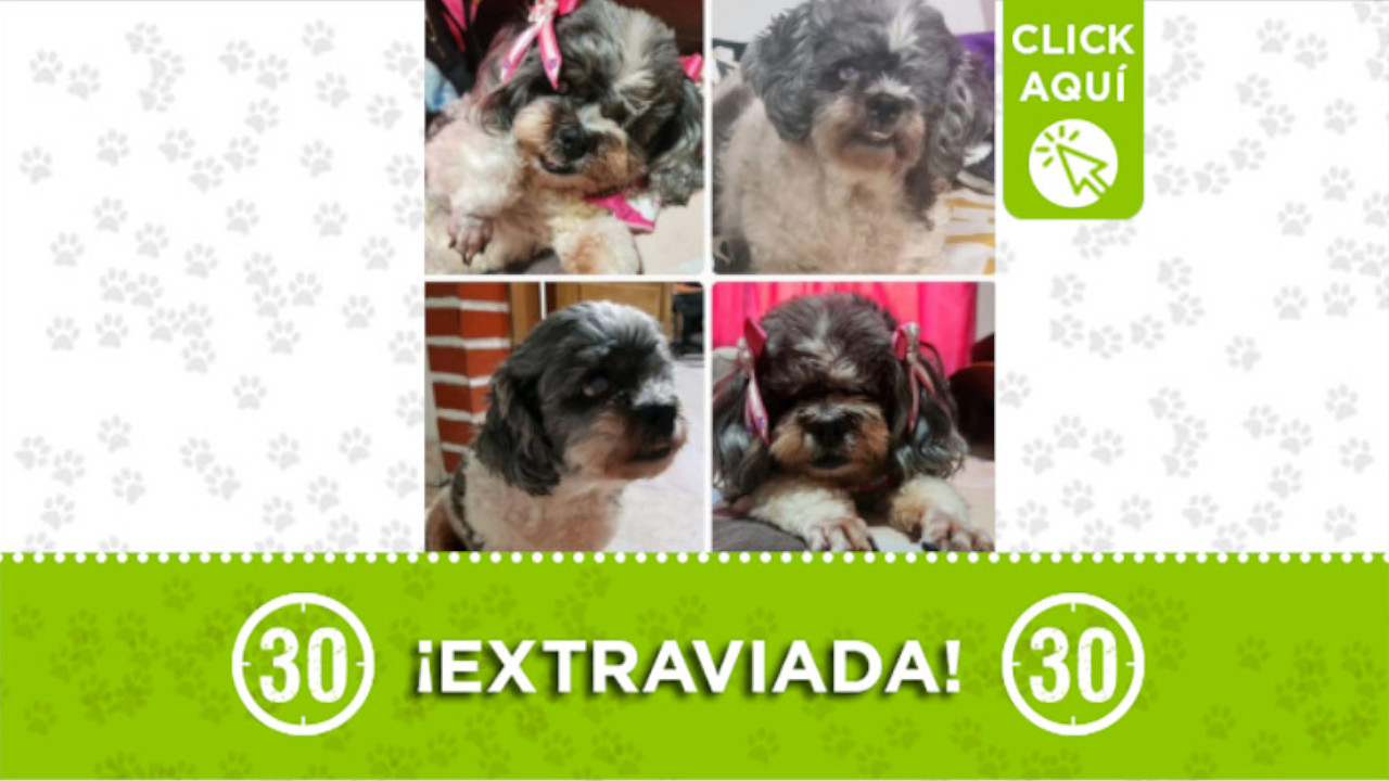 Luna se perdió en el barrio Prado Centro