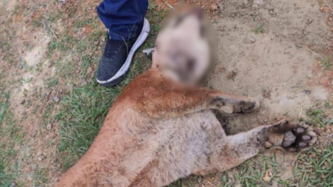 Mataron a un puma con arma de fuego en el Valle del Cauca