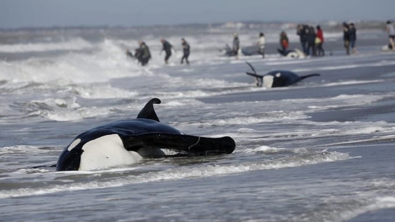 Orcas atacaron una embarcación y huyeron cuando les pusieron Heavy Metal