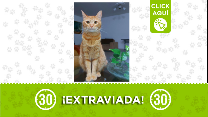 “Pandora” está extraviada por Laureles