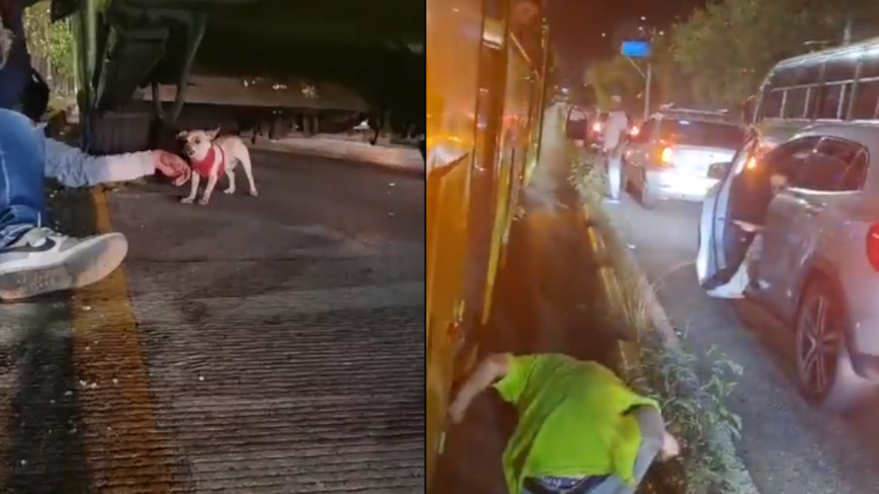 Perro debajo de un bus generó trancón en Bucaramanga