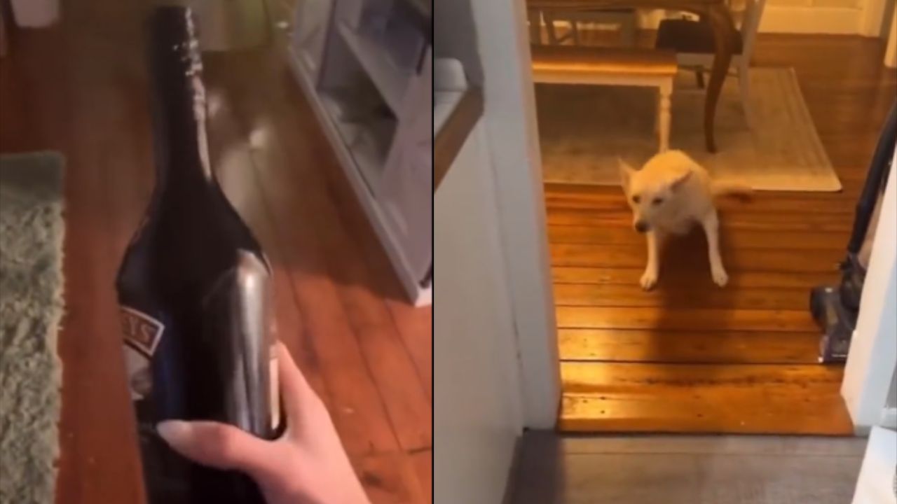 Perro se tomó dos botellas de alcohol, lo encontraron borracho