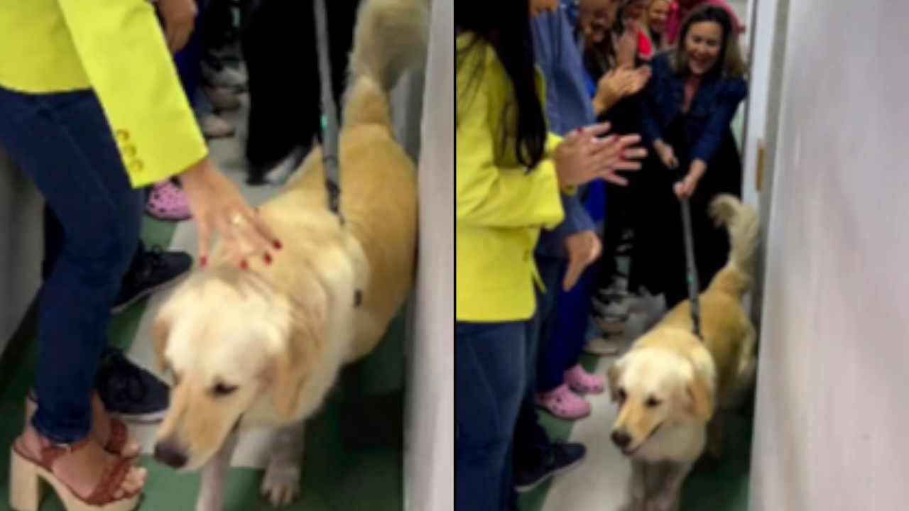 Perro sobrevivió a un disparo por salvar a su dueño en Brasil