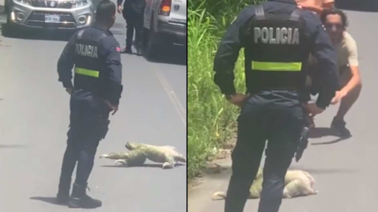 Policías detuvieron tránsito para darle paso a un oso perezoso