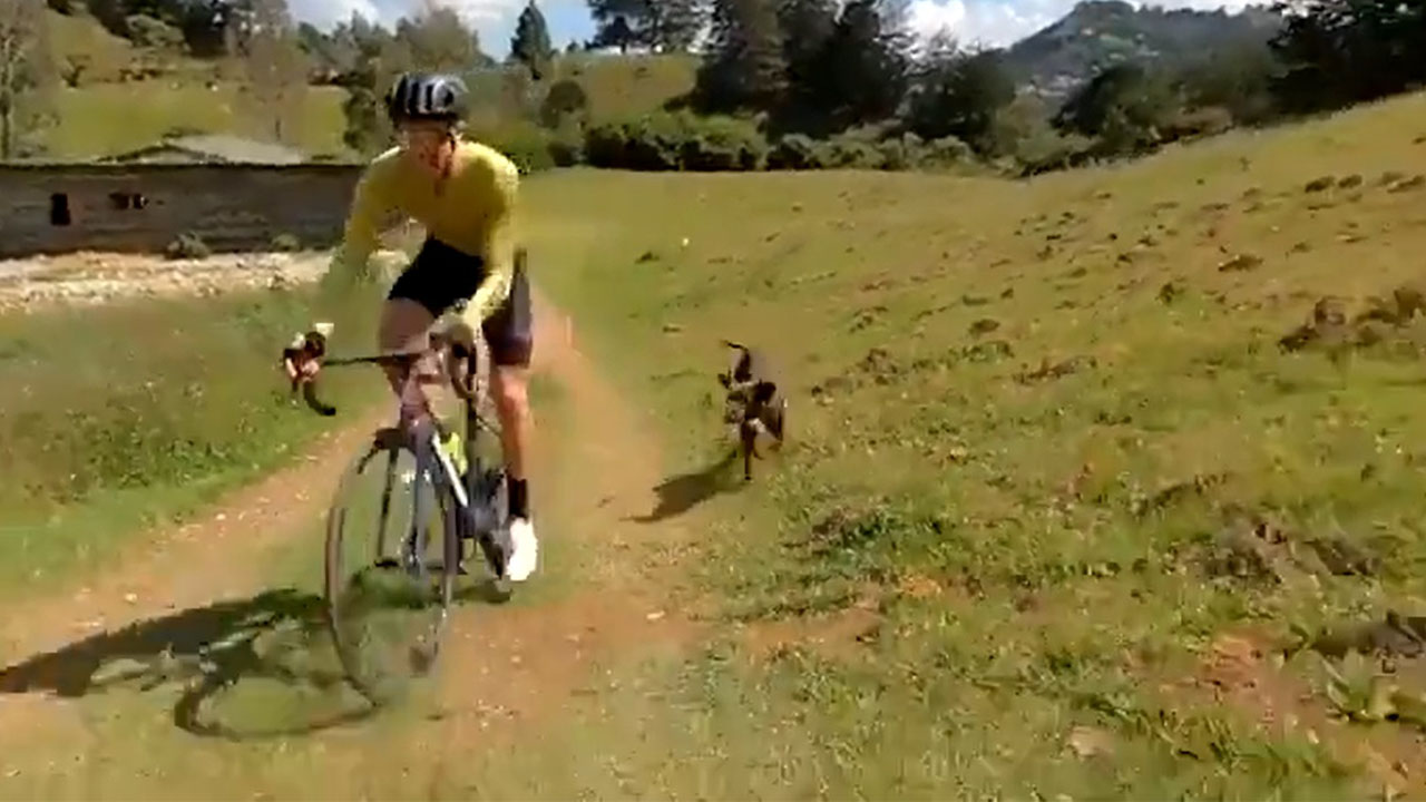 Rigo en los entrenamientos fue 'motivado' por un perro