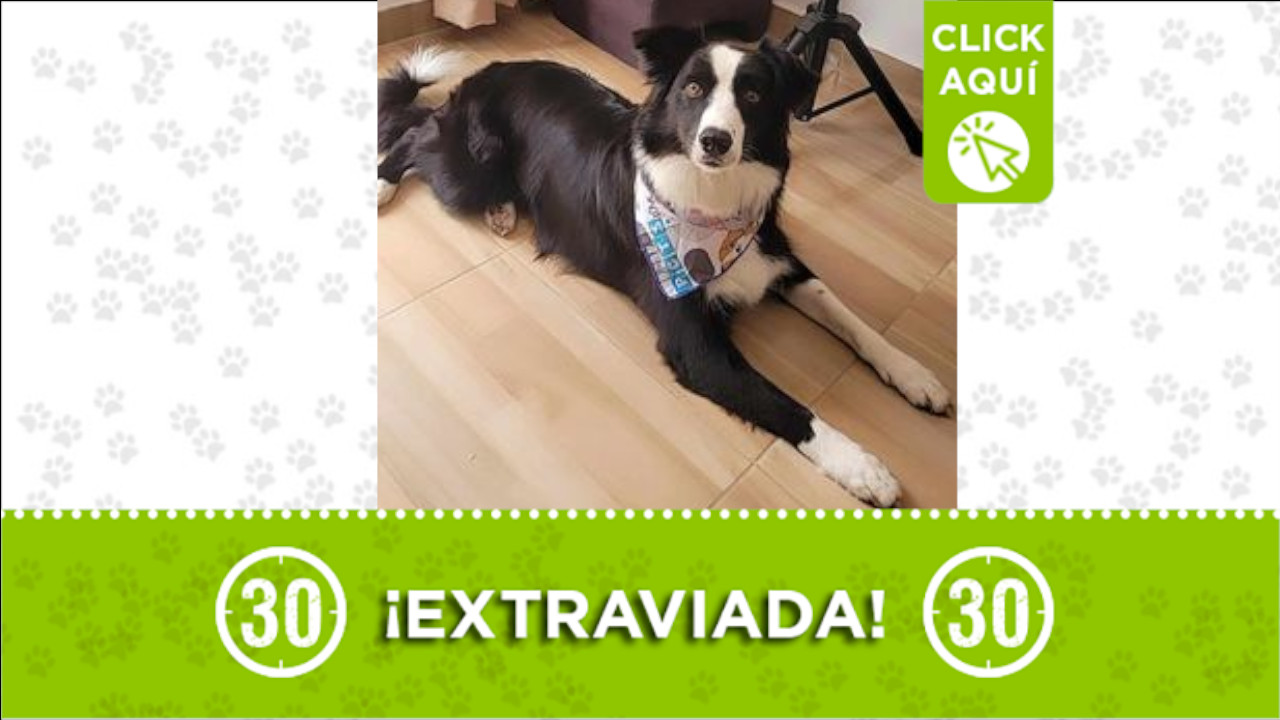‘Rochy’ se extravió en la vereda La Mata de Girardota