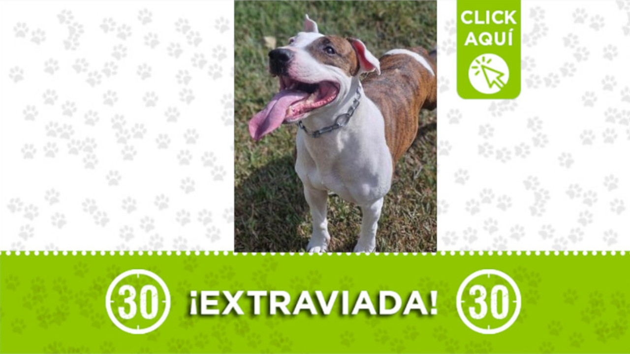 "Sasha" se perdió en el sector Las Flores