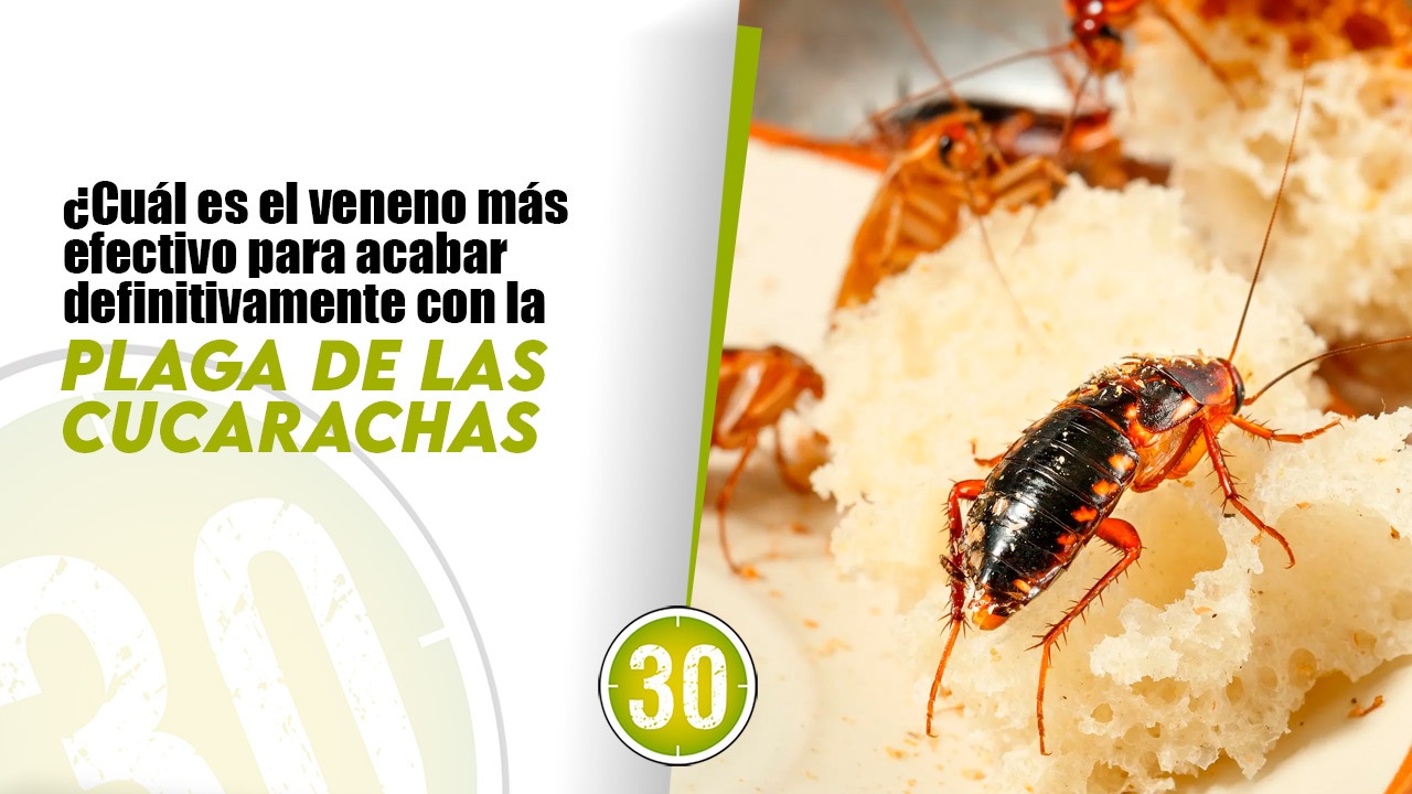 Cómo hacer el único veneno contra las cucarachas, de verdad efectivo