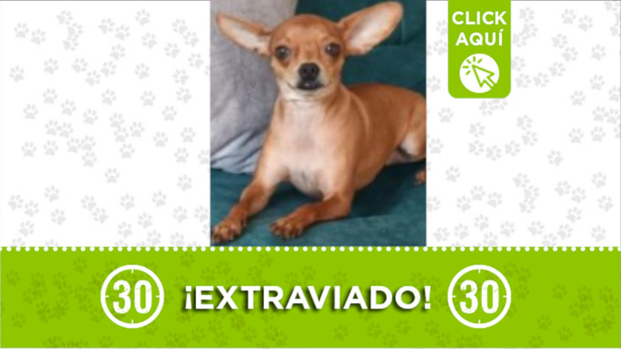 "Candy" se perdió en la vereda La Piedra, Guatapé