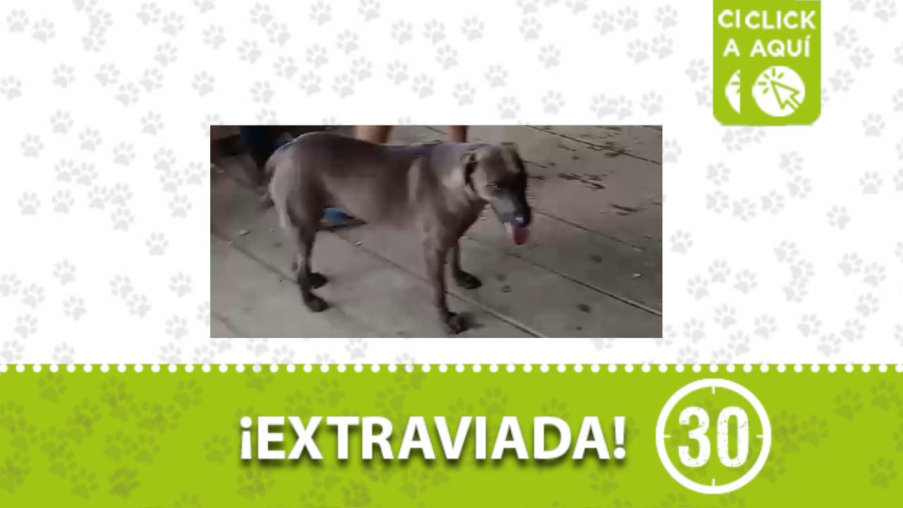 ‘Canela’ se perdió en Buenos Aires