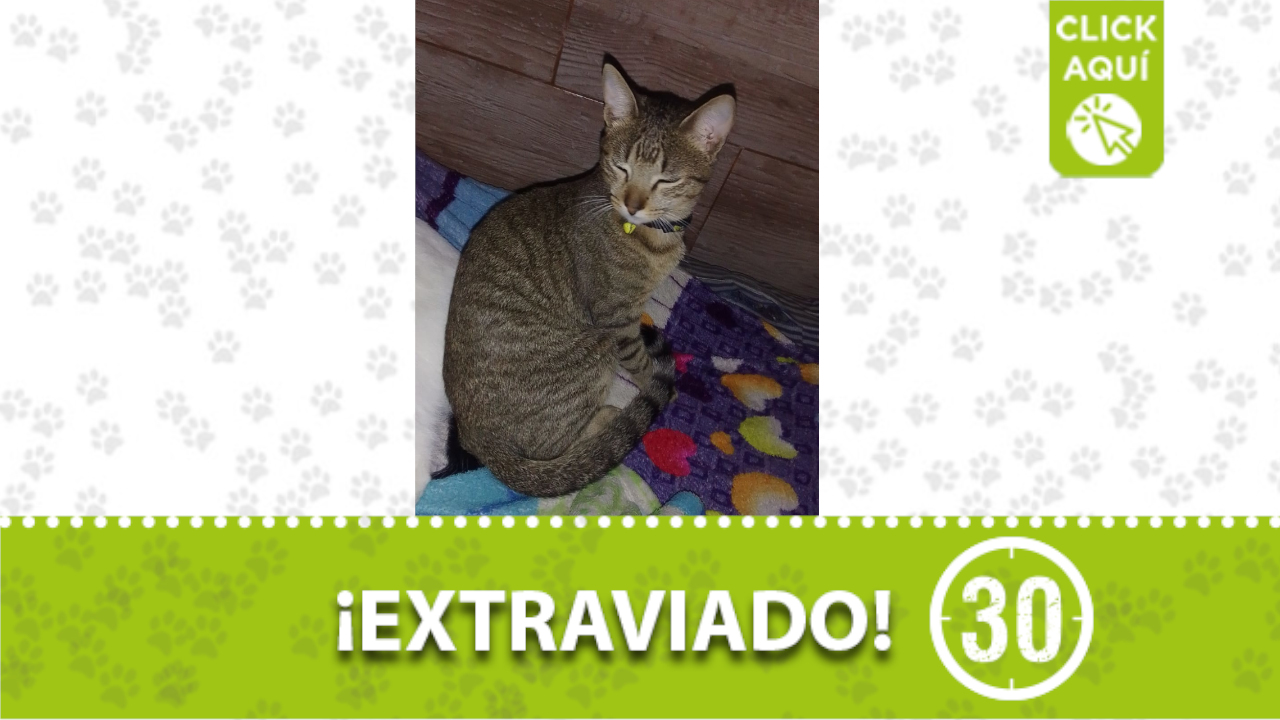 ‘Carlitos’, tiene un collar negro con amarillo.