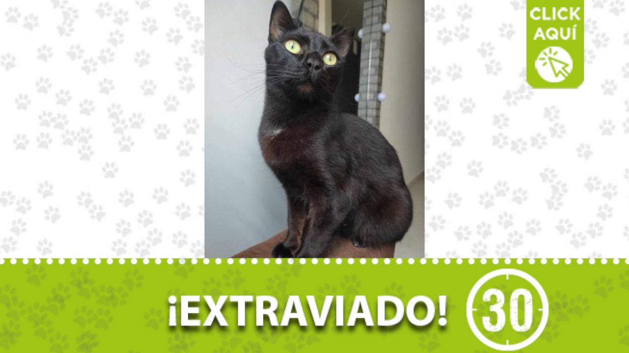 ‘Chimuelo’ se perdió en el barrio Enciso