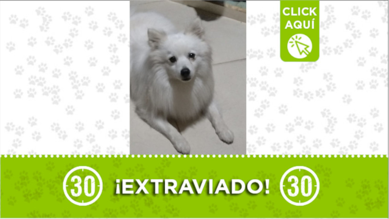 "Coco" se perdió en el barrio Zamora