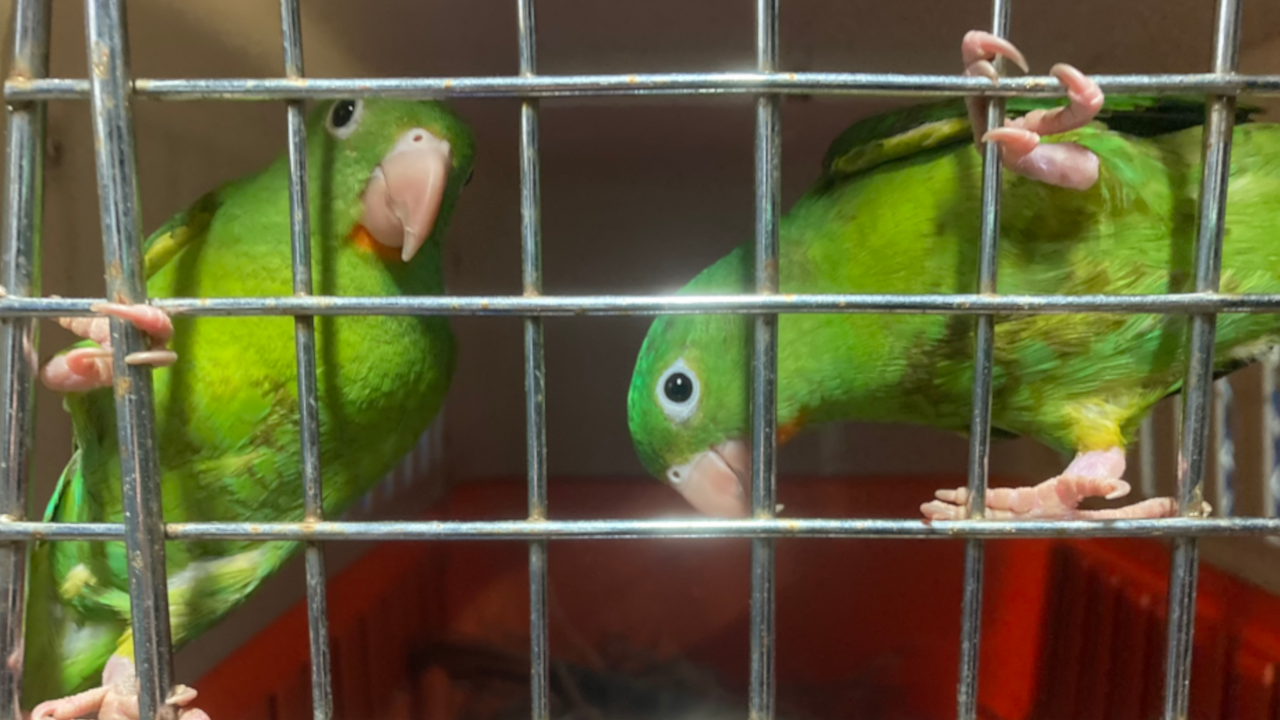 Corantioquia declaró más de 130 áreas libres de fauna silvestre en cautiverio