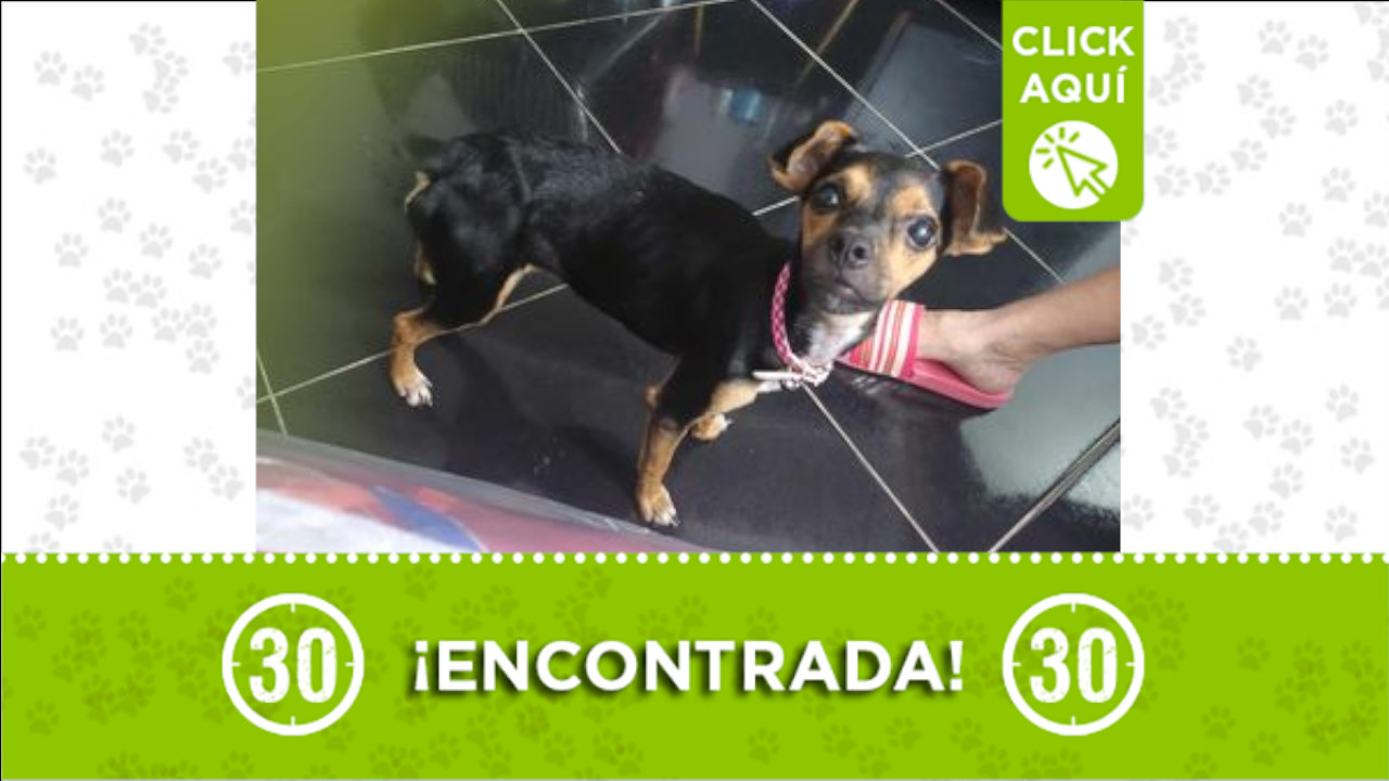 Buscan a los humanos de esta ‘firulais’