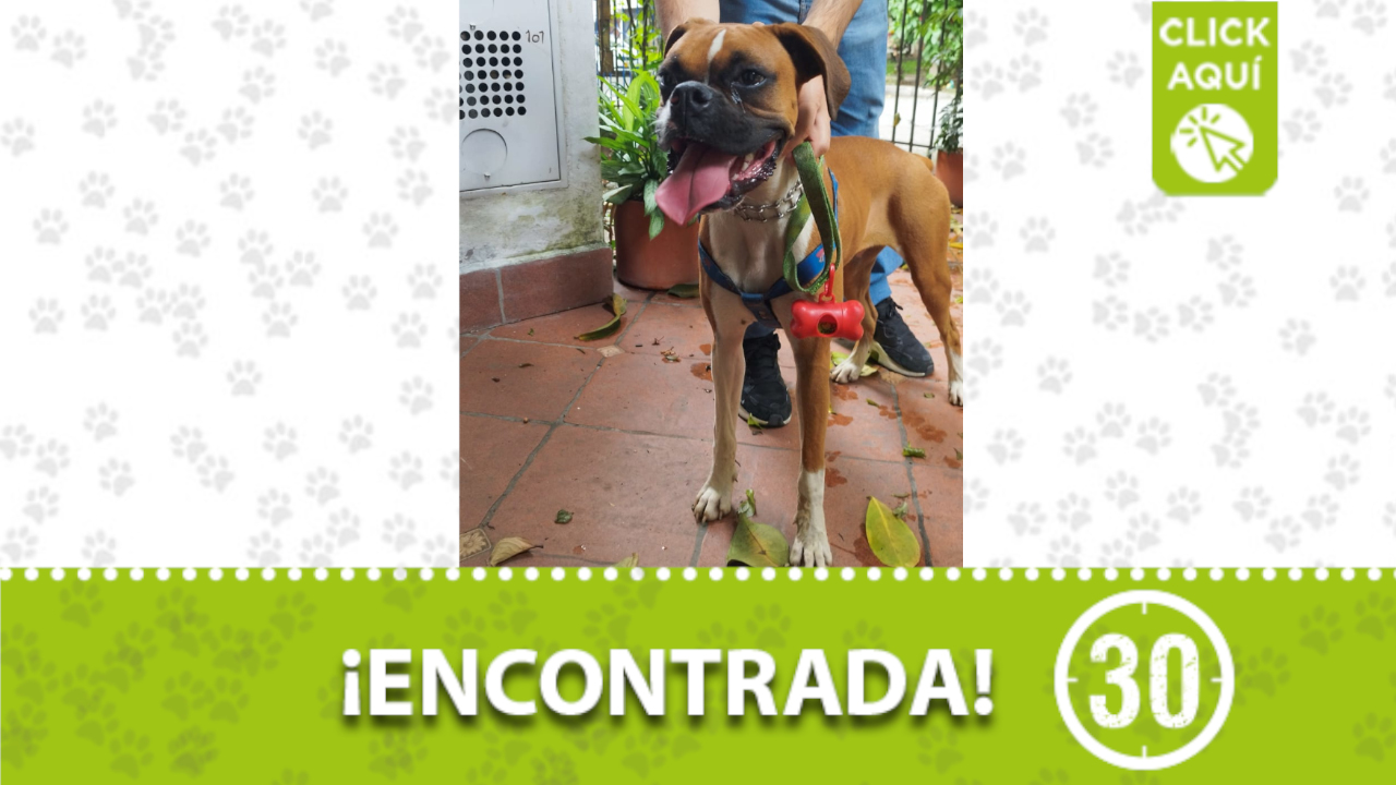 Está perrita quiere volver a casa