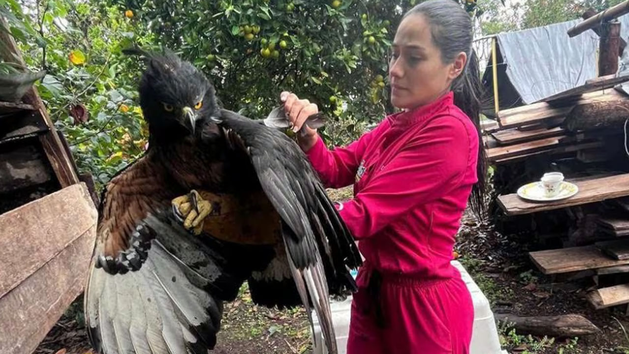 Águila real de montaña fue rescatada de cautiverio en Huila