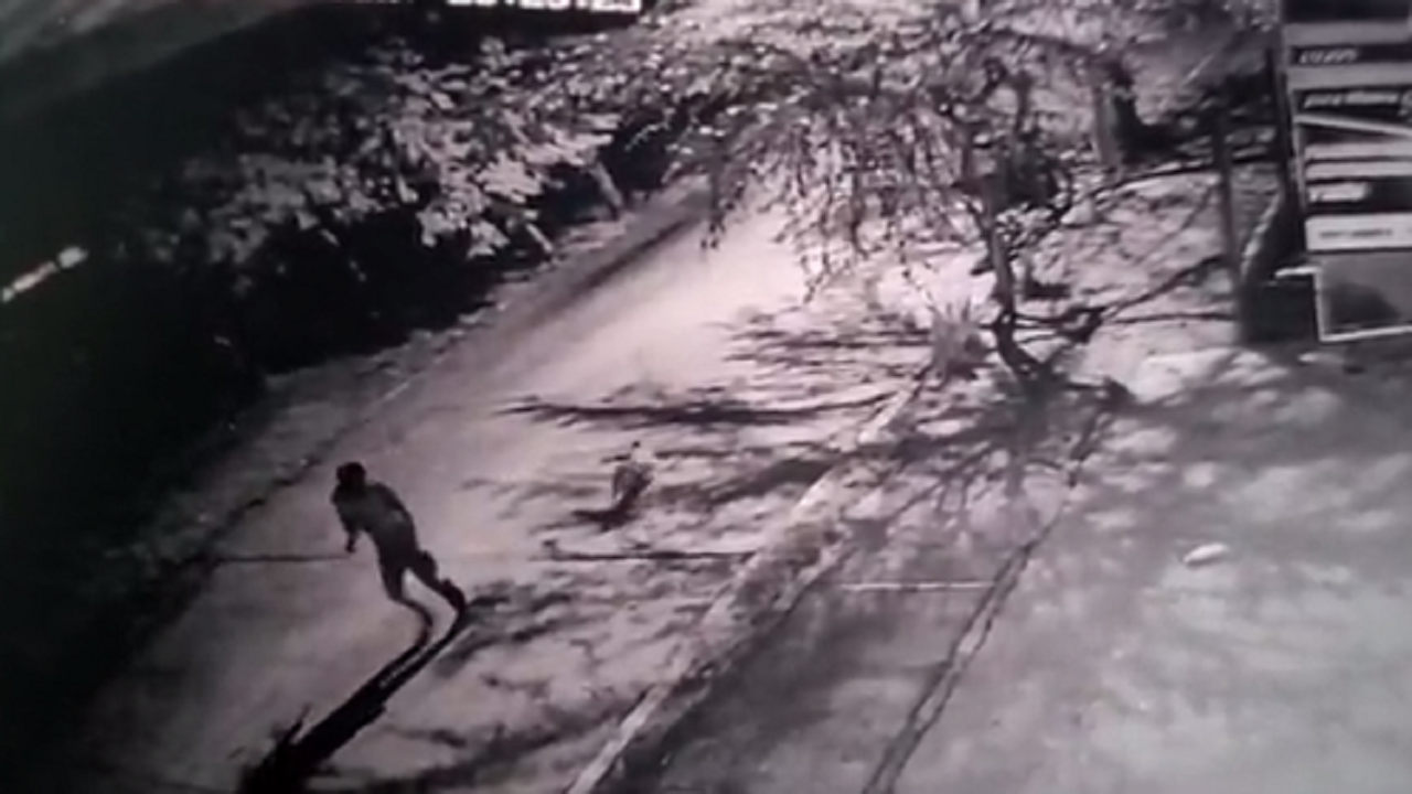 Que indignación, asesinan a una perrita que había acabado de dar a luz, le dieron puñaladas mientras dormía