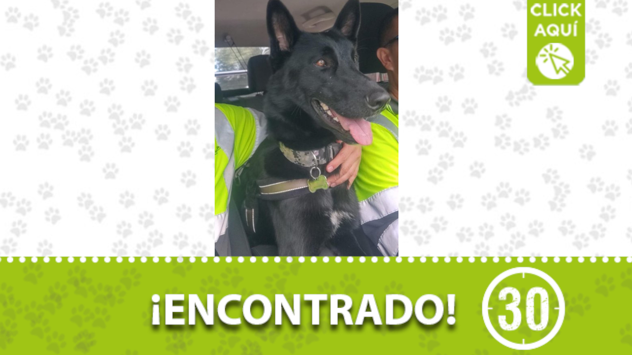 Este lindo perrito busca a su familia ¿es suyo?