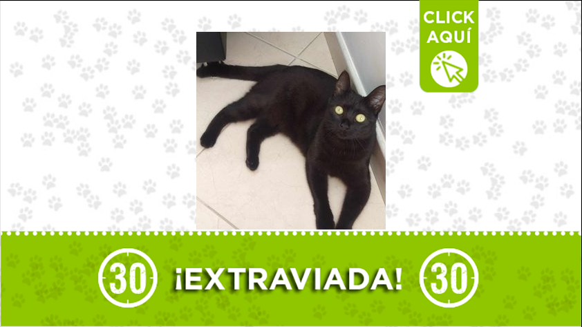 La gata Ammy está extraviada por San Antonio de Prado