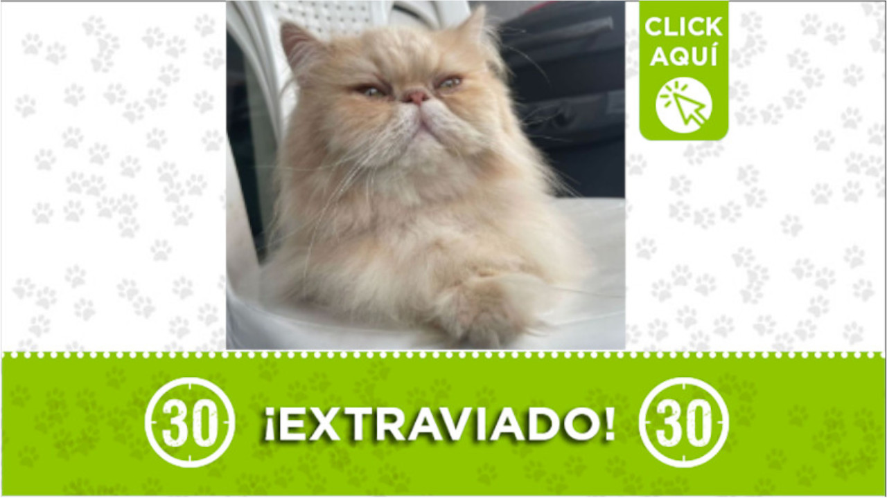 "Orión" se perdió en el barrio Cabañitas