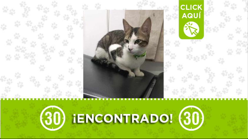 Se encontró a este gatico por Niquia ¿es suyo?