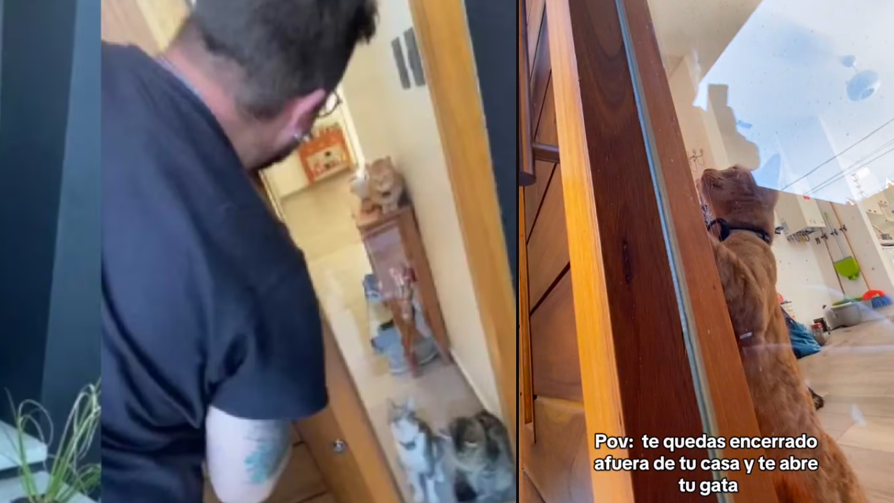 VIDEO. Hombre se quedó en calle y le pidió a su gata que le abriera la puerta y ella le abrió