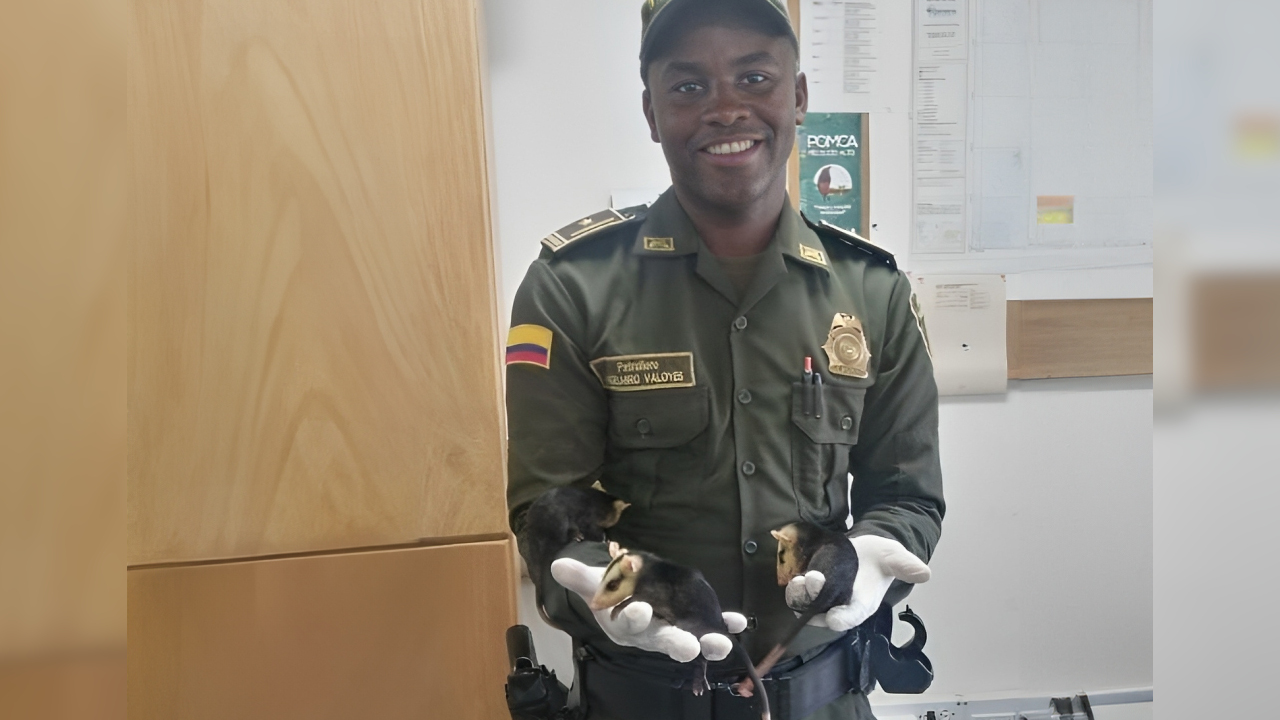 Una madre zarigüeya murió atropeyada y dejó huérfanos 3 bebés que fueron recuperados en Cañasgordas