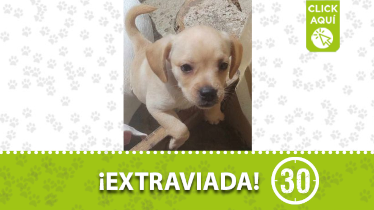 ‘Luna’ se extravió en en San Martin
