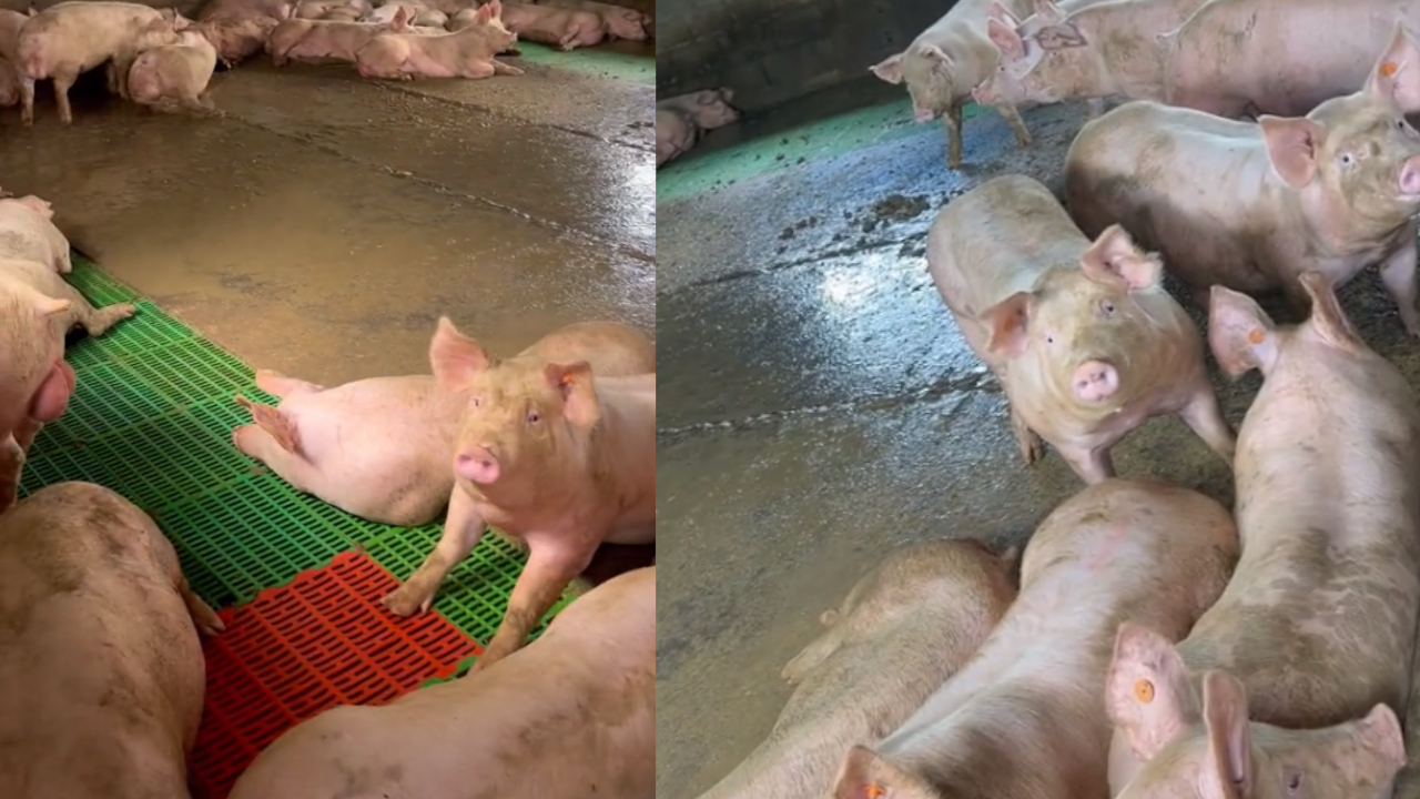 VIDEO. 'El que se mueva me lo como': Hombre reto a sus marranos y el resultado fue sorprendente