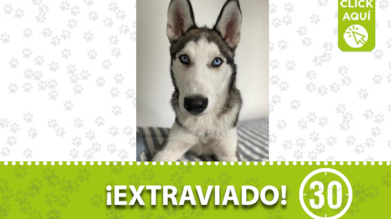 'Whisky' se perdió en el primero parque de Laureles.
