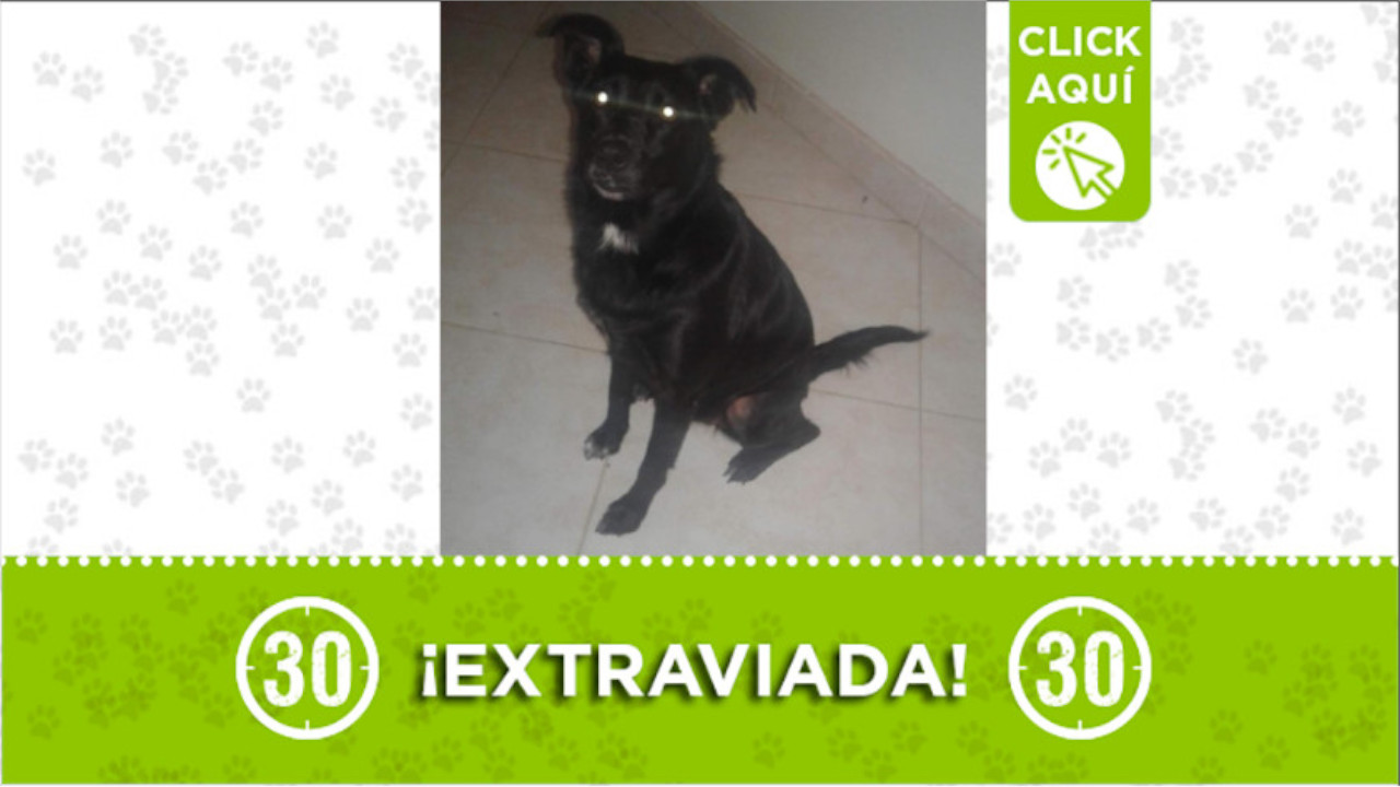 "Sasha" se perdió en el municipio de Bello