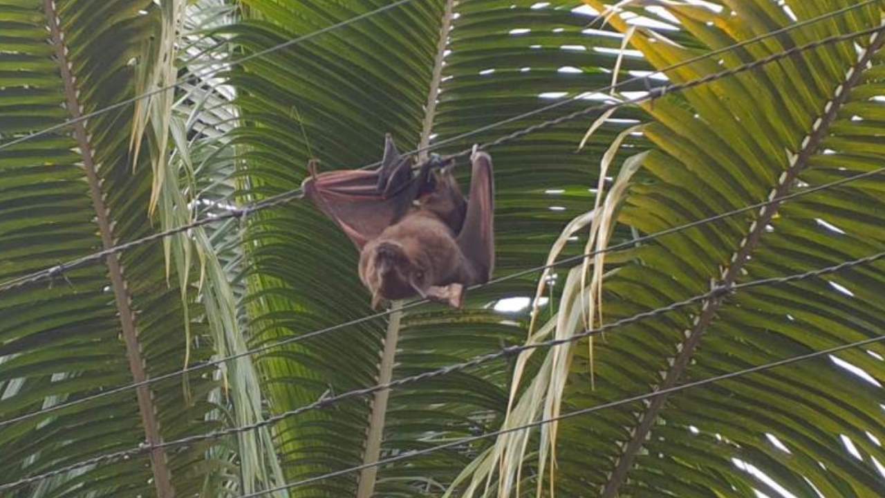 murcielago travieso en cali