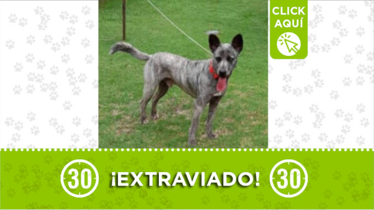 "Nerón" se perdió en San Pedro