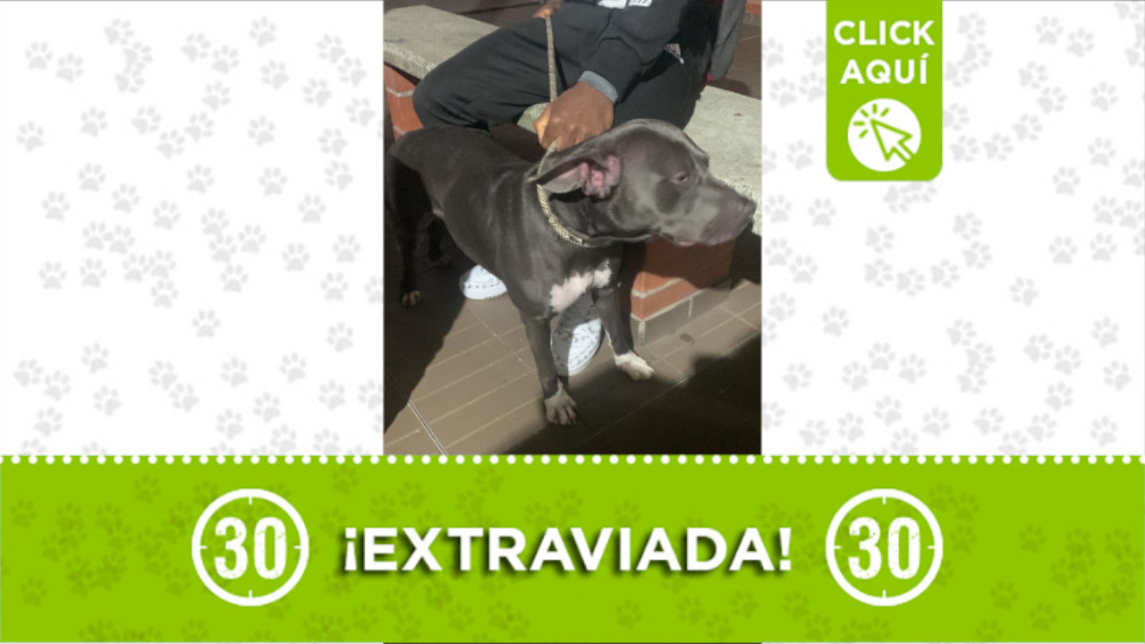 Perrita encontrada en Bello