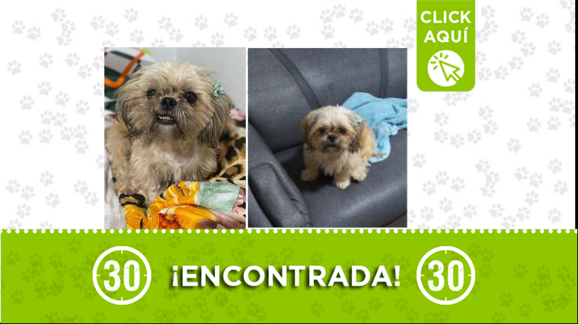 Perrita encontrada en el barrio Santa Cruz