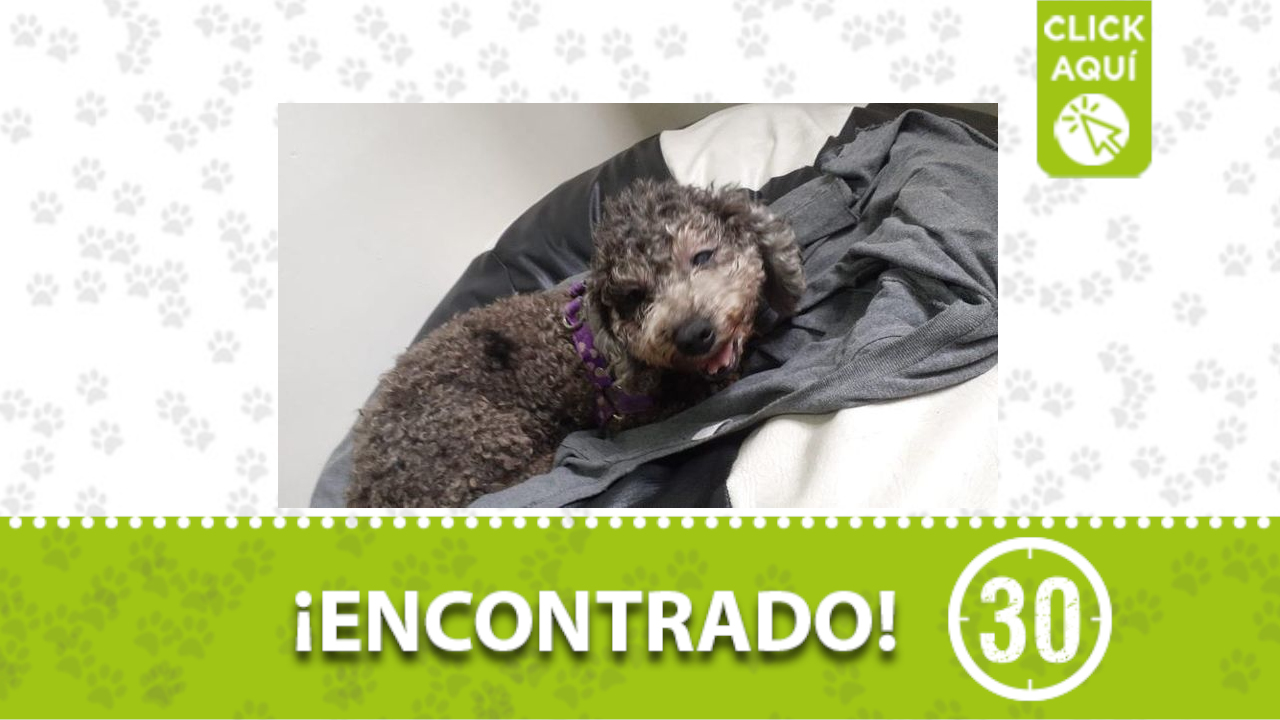 ¿Este perrito es suyo? Se lo encontraron en un humedal de Ditaires, Itagüí