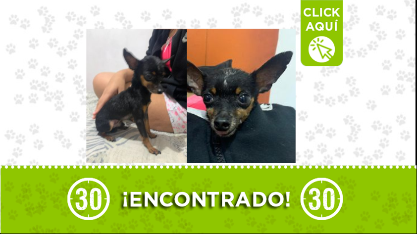 Este perrito fue encontrado por Campo Valdés