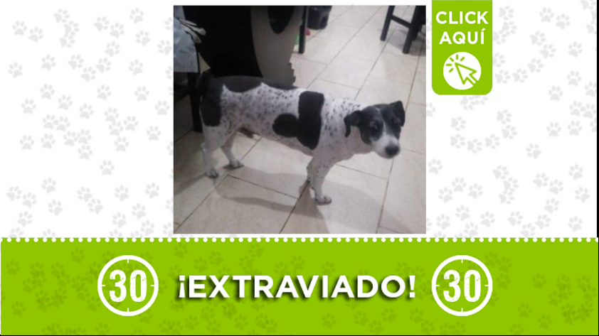 Perrito llamado 'Toby' se perdió por el barrio Enciso