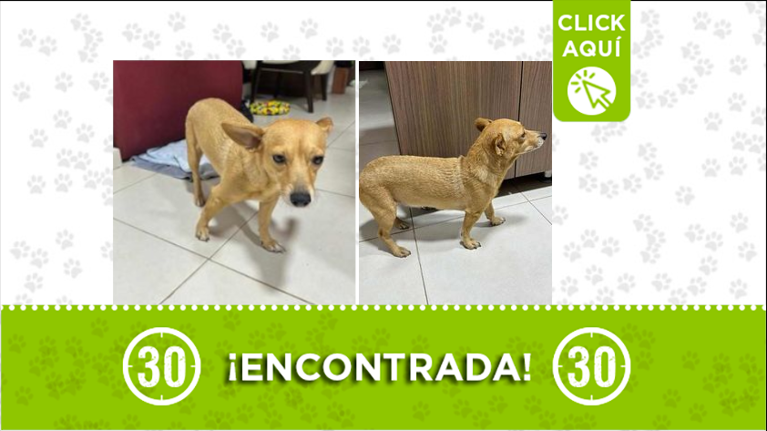 Se encontró está perrita en Bello, ¿es suya?