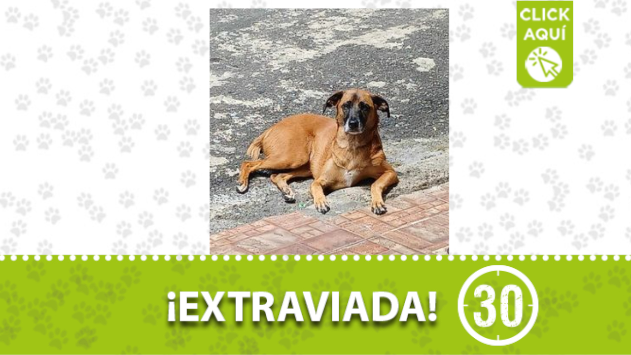 'Canela' se perdió en el barrio Santander
